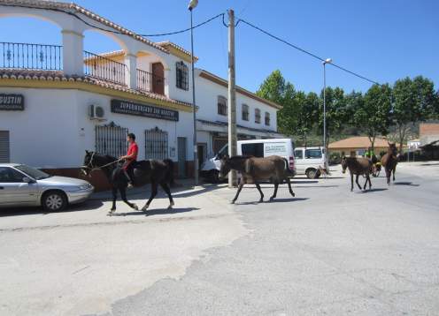 Ponies walking through town