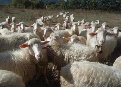 11 sardinian sheep customwalks tours